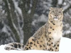 Snow leopard sitting in the snow