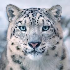 Close up of a snow leopard